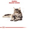 Royal cat adult main coon kg 2