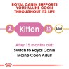 Royal cat kitten main coon gr 400