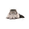 ROYAL CAT ADULT PERSIAN KG 4