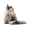 Royal cat Hair &skin gr 85 bustina