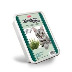 ERBA GATTA CAT GRASS PADOVAN